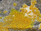 Caloplaca luteominia image