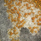 Caloplaca luteominia image