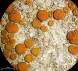 Caloplaca luteominia image