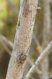 Arthopyrenia punctiformis image