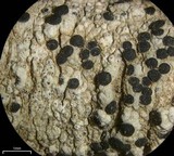Bacidina californica image