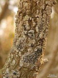 Cliostomum griffithii image