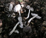 Tricholoma griseoviolaceum image