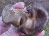 Scleroderma areolatum image