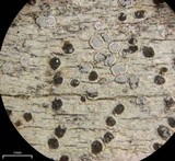 Sigridea californica image