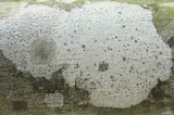Arthonia albopulverea image