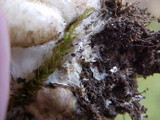 Scleroderma areolatum image