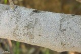 Sigridea californica image