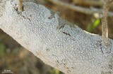 Sigridea californica image