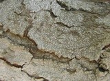 Sigridea californica image