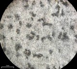 Arthonia albopulverea image