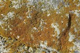 Xanthoria candelaria image