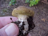 Scleroderma areolatum image