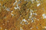Xanthoria candelaria image