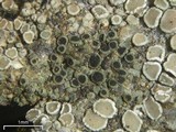 Rinodina gennarii image