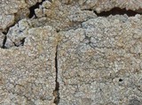 Sigridea californica image