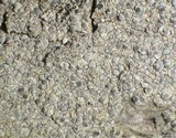 Sigridea californica image
