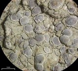 Sigridea californica image