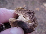 Scleroderma areolatum image