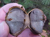 Scleroderma areolatum image
