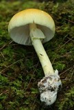 Amanita banningiana image