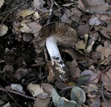 Tricholoma griseoviolaceum image