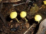 Cystolepiota luteohemisphaerica image