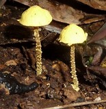 Cystolepiota luteohemisphaerica image
