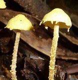Cystolepiota luteohemisphaerica image