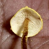 Cystolepiota luteohemisphaerica image