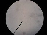 Crinipellis zonata image
