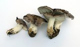 Tricholoma griseoviolaceum image