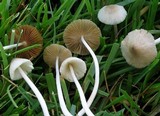 Bolbitius lacteus image