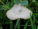 Bolbitius lacteus image