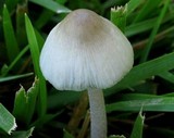 Bolbitius lacteus image
