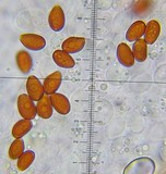 Bolbitius lacteus image