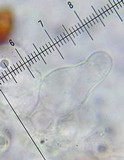 Bolbitius lacteus image
