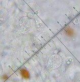 Bolbitius lacteus image