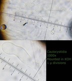 Bolbitius lacteus image