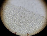 Bolbitius lacteus image