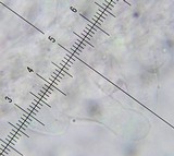 Bolbitius lacteus image