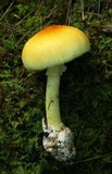 Amanita banningiana image