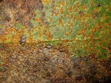 Pucciniastrum sparsum image