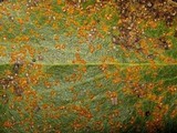 Pucciniastrum sparsum image