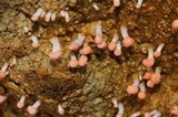 Dibaeis baeomyces image
