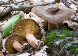Lactarius corrugis image