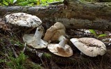 Russula compacta image
