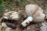 Russula compacta image