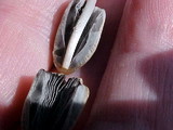 Parasola plicatilis image