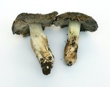 Tricholoma griseoviolaceum image